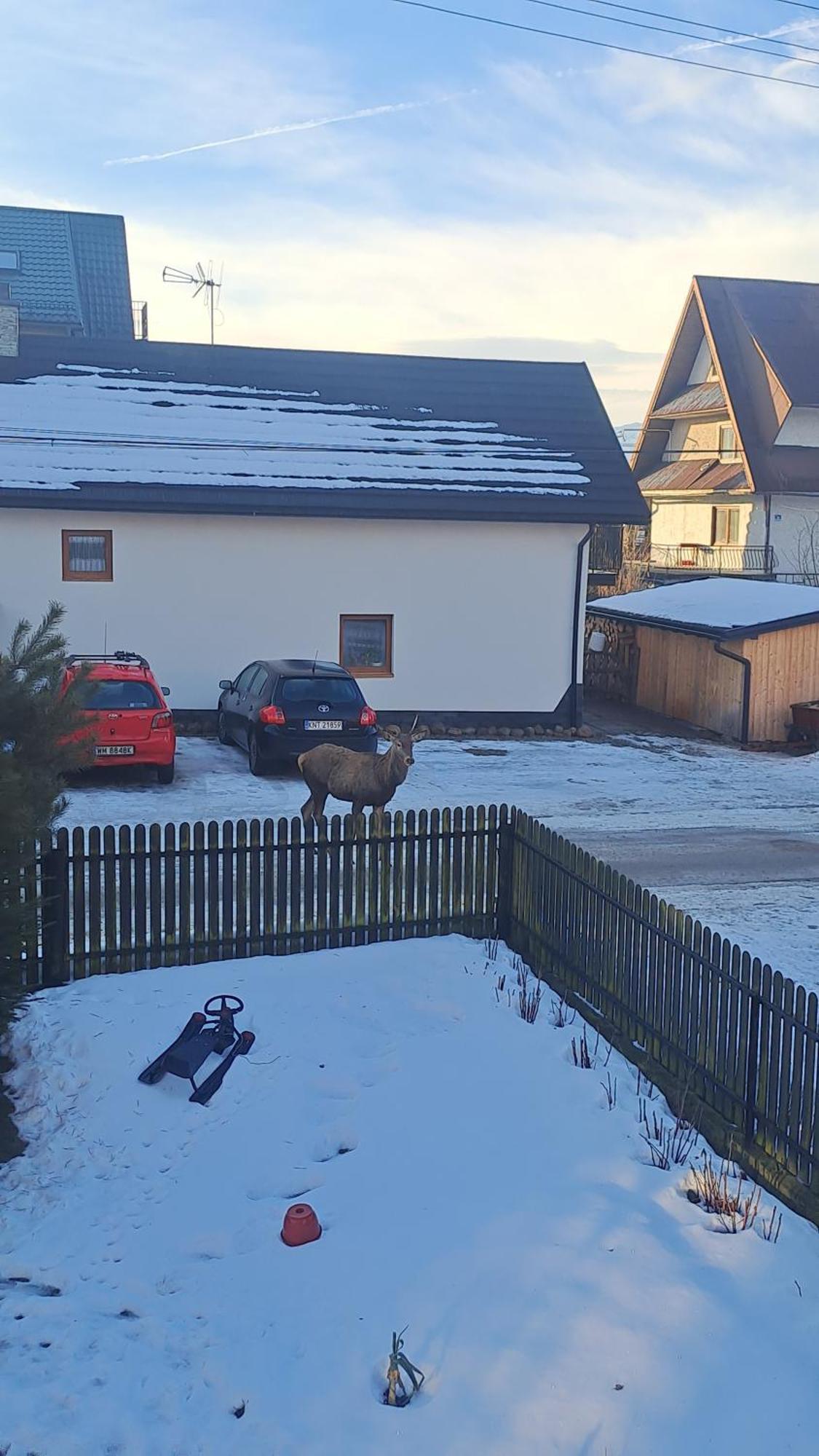 Villa Majkowiczowka Czorsztyn Exterior foto